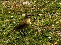 golden sparrow Fazenda Santa Clara, Mato Grosso do Sul (MS), Brazil, South America