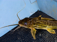 cat fish Fazenda Santa Clara, Mato Grosso do Sul (MS), Brazil, South America