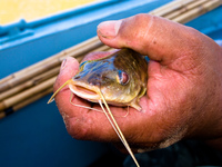 dead cat fish Fazenda Santa Clara, Mato Grosso do Sul (MS), Brazil, South America