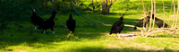 black vulture Fazenda Santa Clara, Mato Grosso do Sul (MS), Brazil, South America