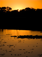 sunrise crocodile Santa Clara Farm, Mato Grosso do Sul (MS), Brazil, South America