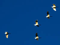 flying snowy egrets Santa Clara Farm, Mato Grosso do Sul (MS), Brazil, South America