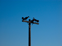 ibis on power post Santa Clara Farm, Mato Grosso do Sul (MS), Brazil, South America