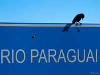 view--raven of rio paraguai Santa Clara Farm, Mato Grosso do Sul (MS), Brazil, South America