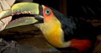 toucan attack Foz do Iguassu, Puerto Iguassu, Parana (PR), Misiones, Brazil, South America