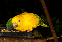 yellow parakeet Foz do Iguassu, Puerto Iguassu, Parana (PR), Misiones, Brazil, South America