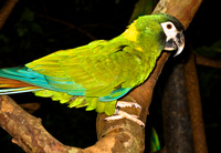 green parakeet Foz do Iguassu, Puerto Iguassu, Parana (PR), Misiones, Brazil, South America