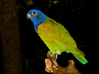 20090930161920_blue_headed_parakeet