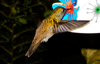 hummingbird hunt for flower Foz do Iguassu, Puerto Iguassu, Parana (PR), Misiones, Brazil, South America