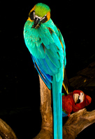 20090930172006_blue-and-yellow_macaw_and_red_macaw