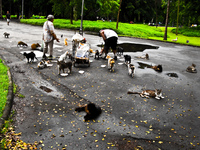 feeding homeless cats Rio de Janeiro, Rio de Janeiro, Brazil, South America