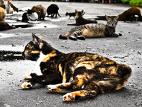 homeless cats of rio Rio de Janeiro, Rio de Janeiro, Brazil, South America
