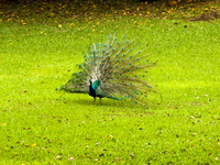 peacock Rio de Janeiro, Rio de Janeiro, Brazil, South America