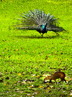 peacock attack giant rat Rio de Janeiro, Rio de Janeiro, Brazil, South America