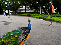 peacock attack brazilian Rio de Janeiro, Rio de Janeiro, Brazil, South America