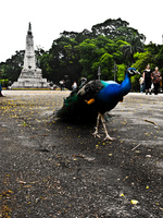 proud peacock Rio de Janeiro, Rio de Janeiro, Brazil, South America