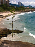 view--pine of ipanema Rio de Janeiro, Rio de Janeiro, Brazil, South America