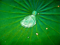 raindrop in lily Rio de Janeiro, Rio de Janeiro, Brazil, South America