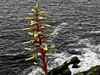 view--red plant Rio de Janeiro, Rio de Janeiro, Brazil, South America