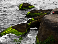 green shores Rio de Janeiro, Rio de Janeiro, Brazil, South America