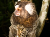 shy urca monkey Rio de Janeiro, Rio de Janeiro, Brazil, South America