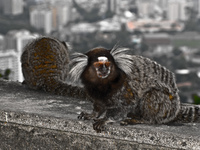 urca monkeys Rio de Janeiro, Rio de Janeiro, Brazil, South America