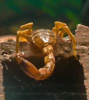 yellow scorpion Sao Paulo, Sao Paulo State, Brazil, South America