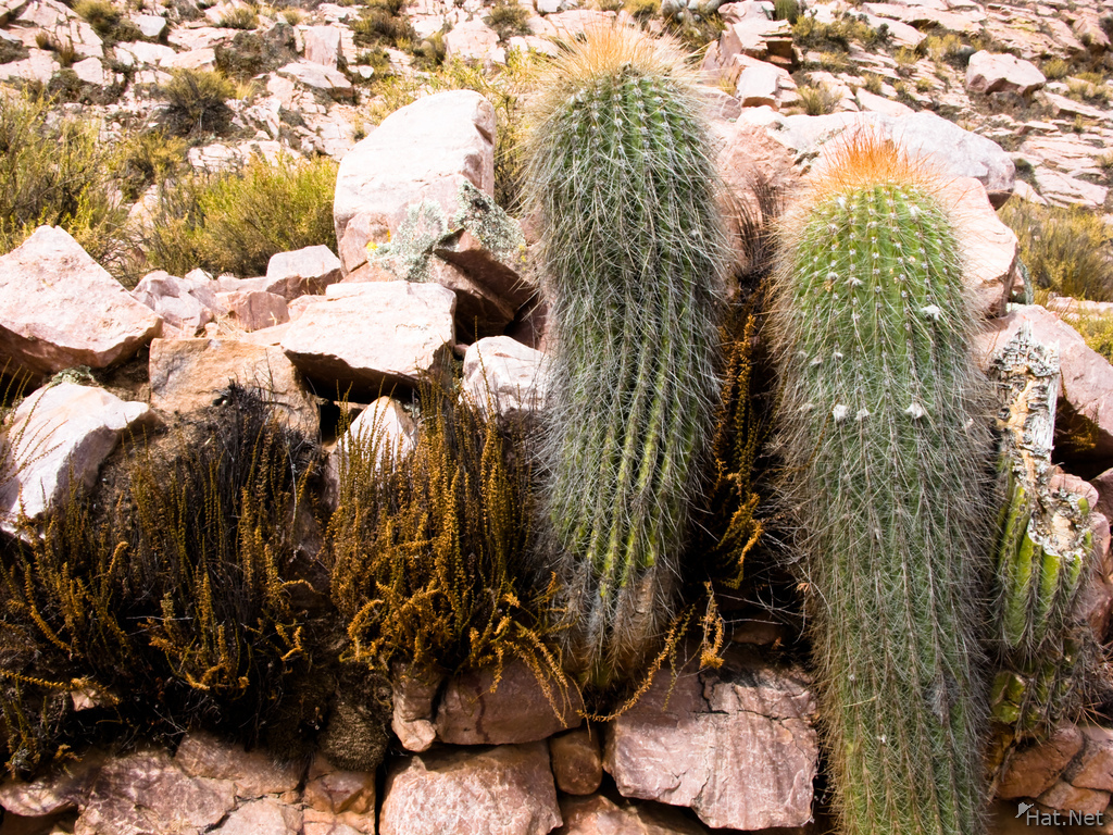 dual cactus
