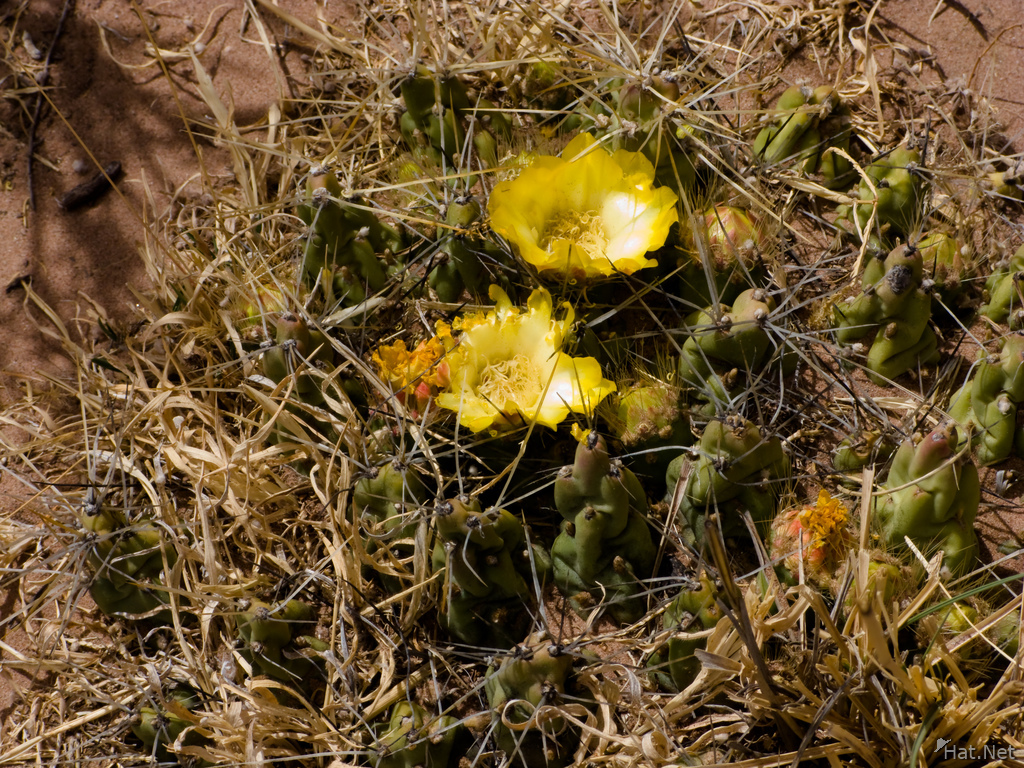 two yellow cactus flowers
