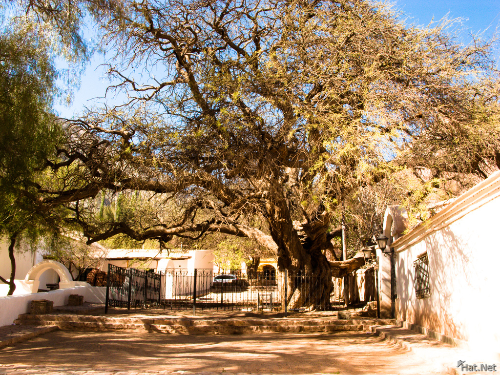 ancient tree of purmarmarca