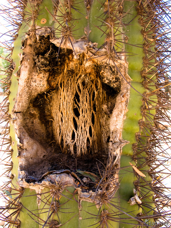 view--death of cactus