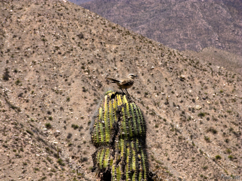 cactus bird