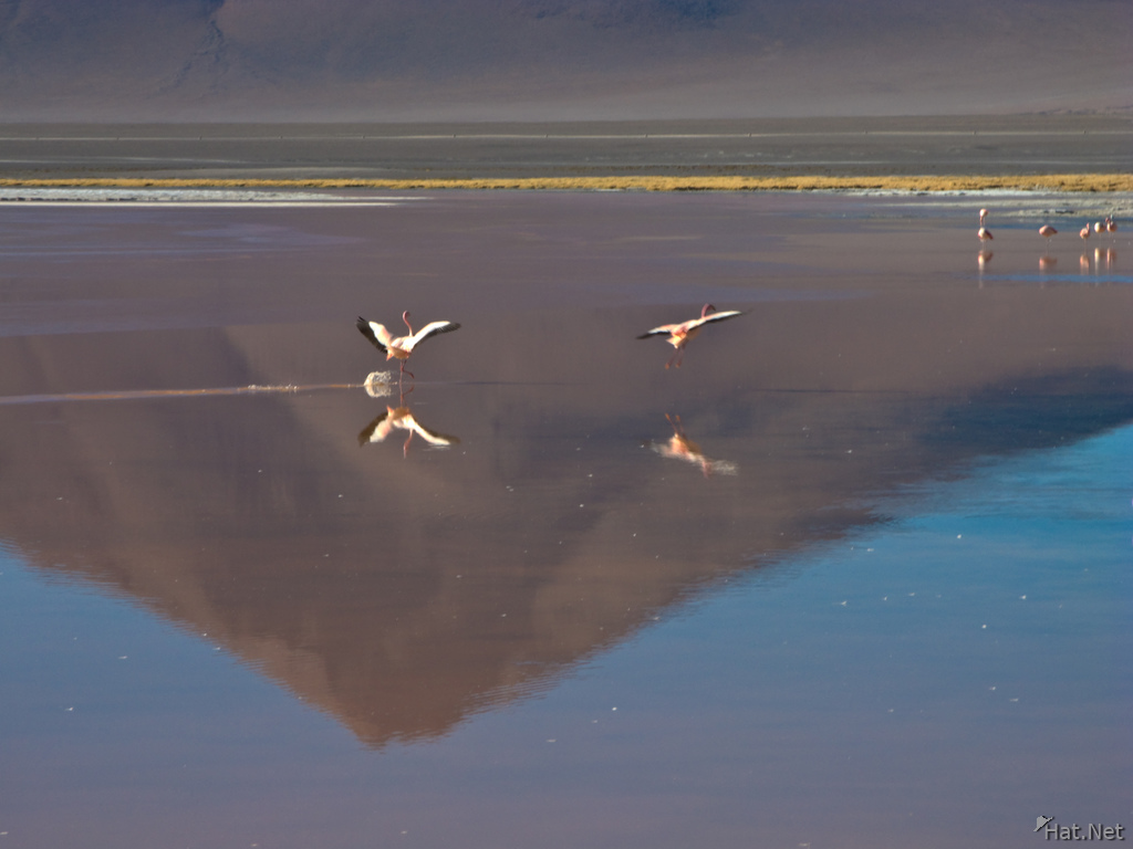 flying flamingos in laguna colorada