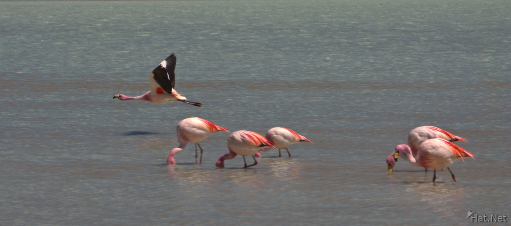 view--flying flamingo
