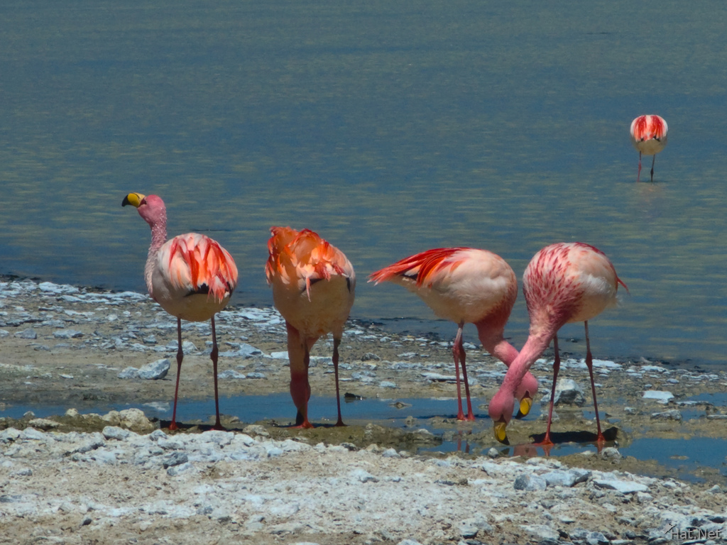 quartet flamingos