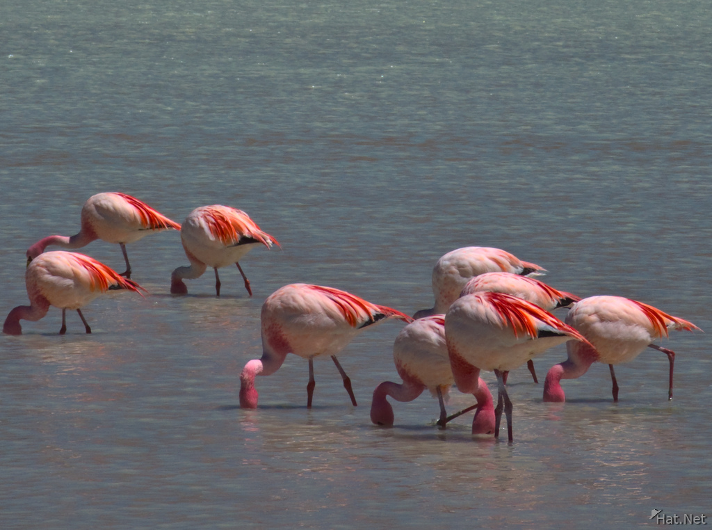 flamingos feeding