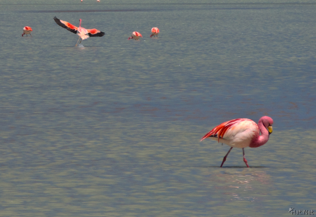 goodbye flamingo