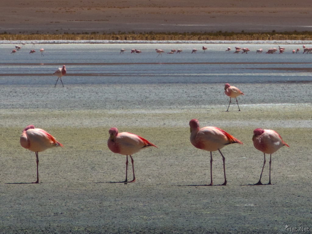 flamingo team