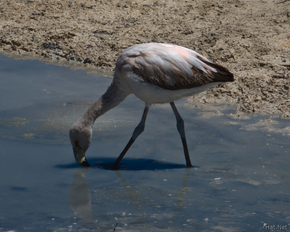 baby flamingo