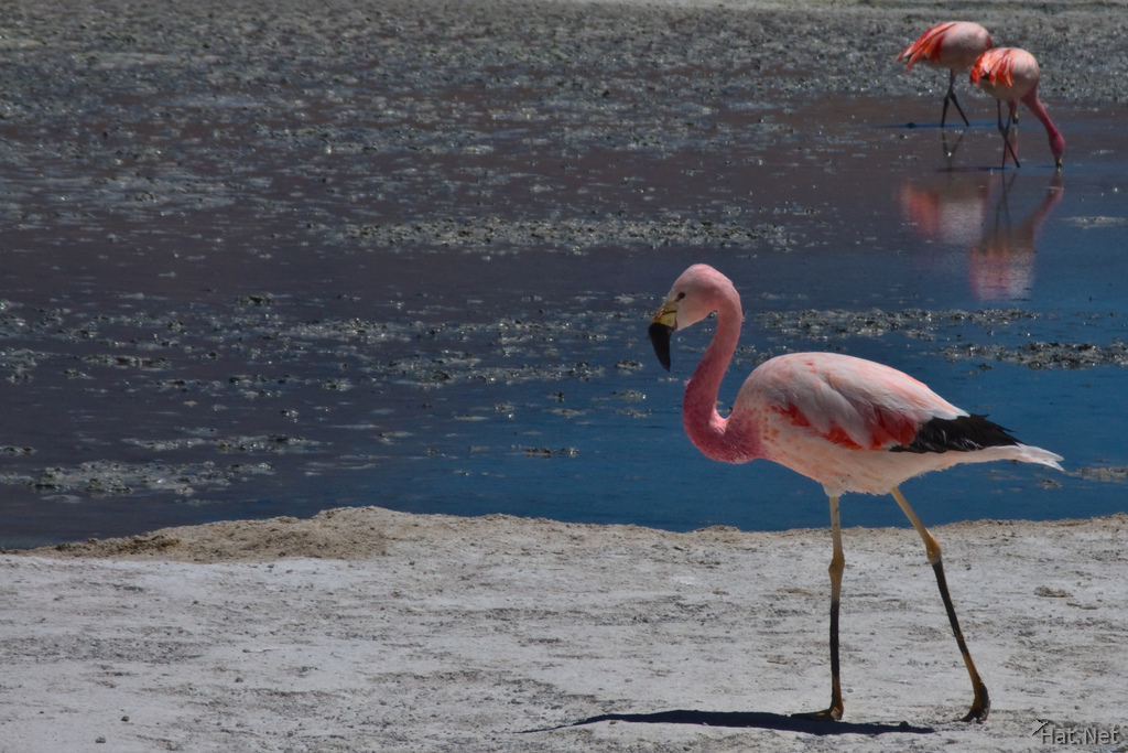 happy flamingo