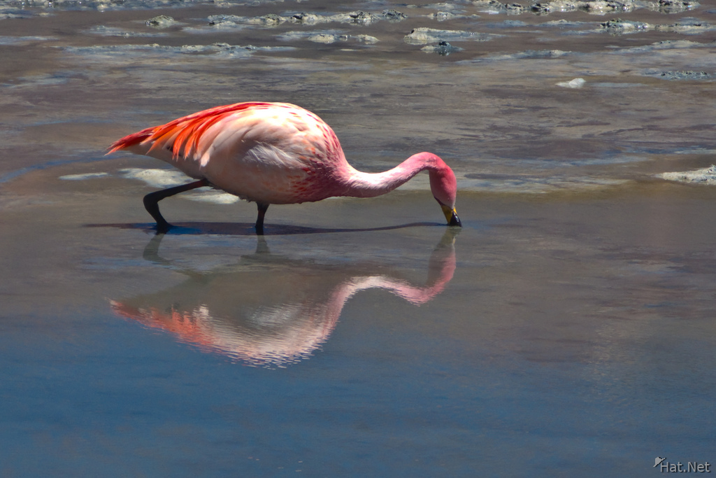 view--reflection of flamingo