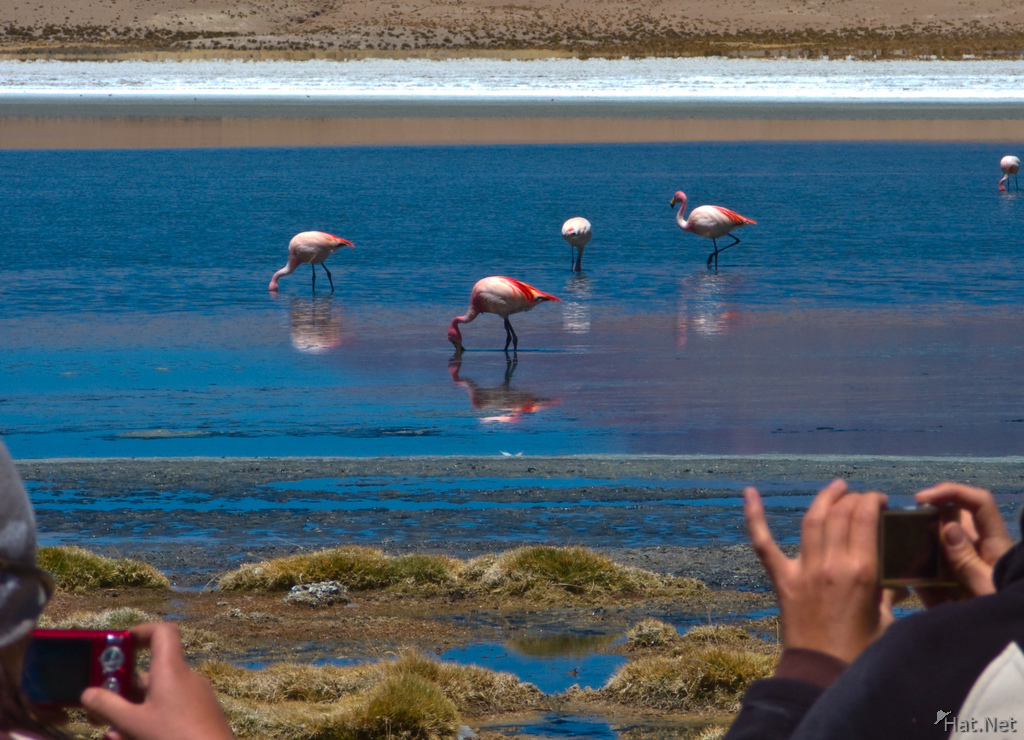 photographing flamingos