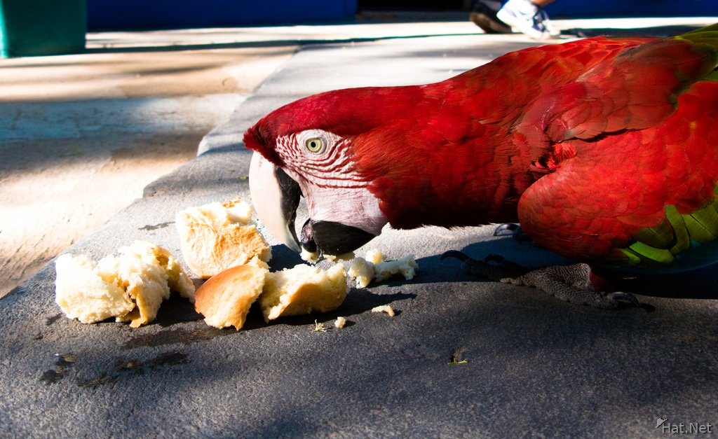 red mccraw eating bread