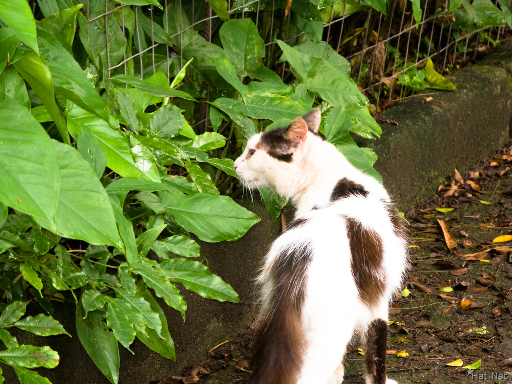 cat smelling leaves