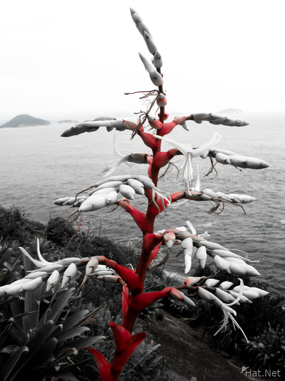 crimson shore plant