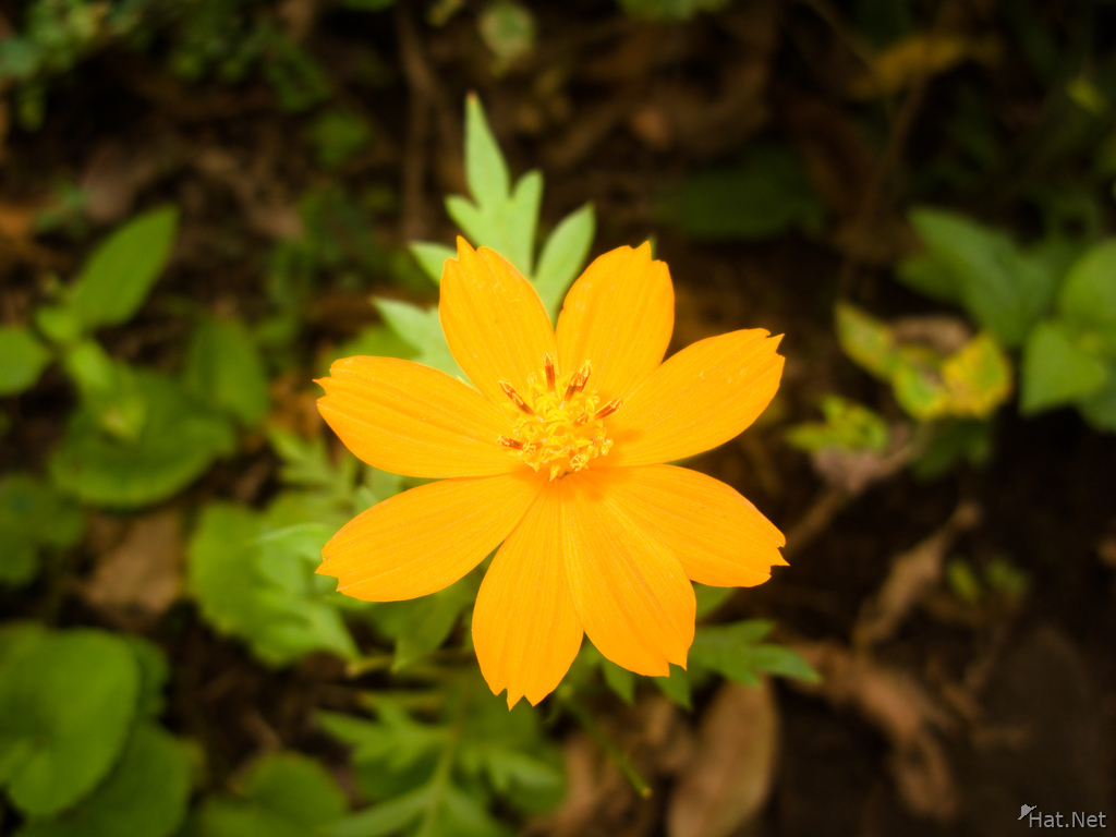 view--orange flower