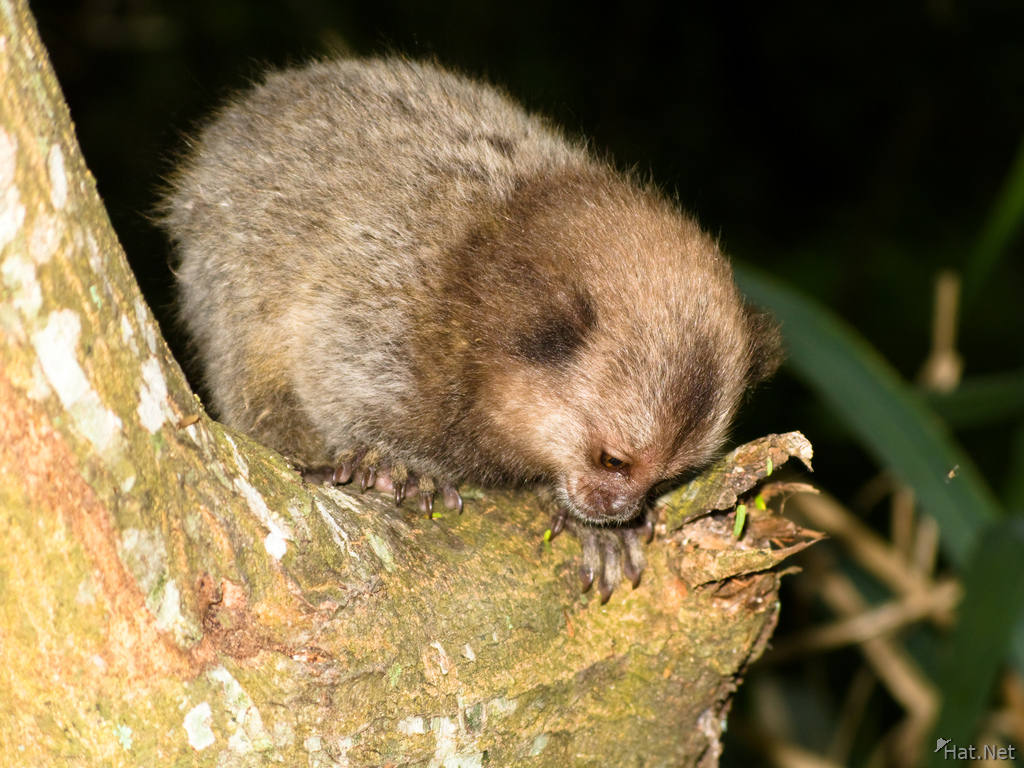 ringed tailed baby moneky of urca