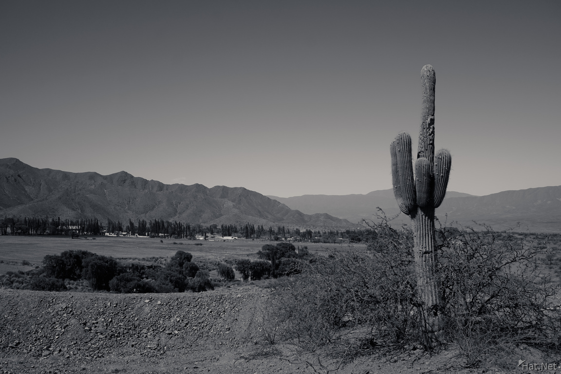 cactus view