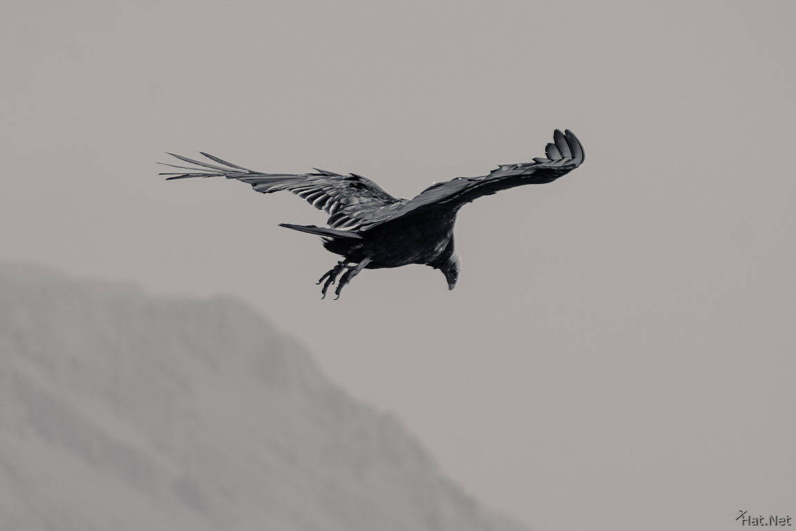 Vulture of Arica