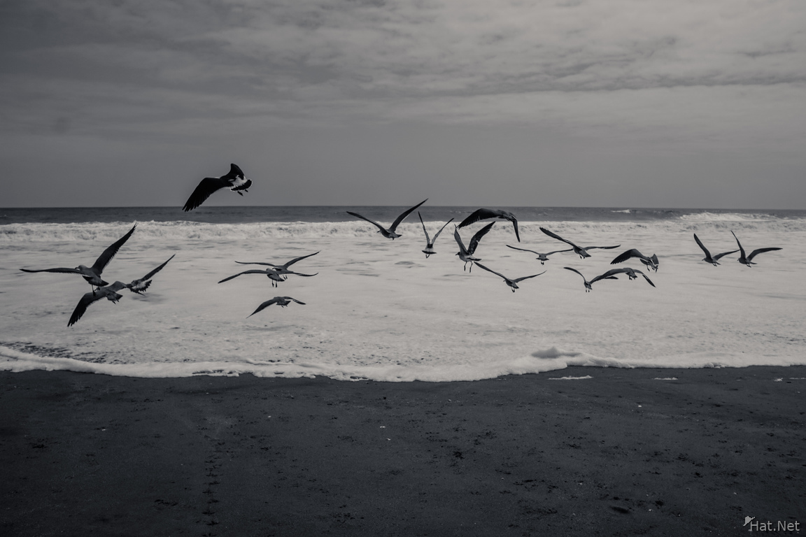 Seagulls Herd